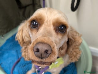 Cockapoo dogs - Advert 1