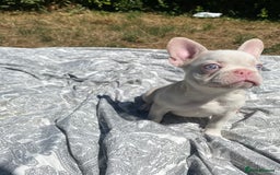 French Bulldog dogs for sale: French bulldog puppies - 3 boys 1 girl (pink husky - Image 23