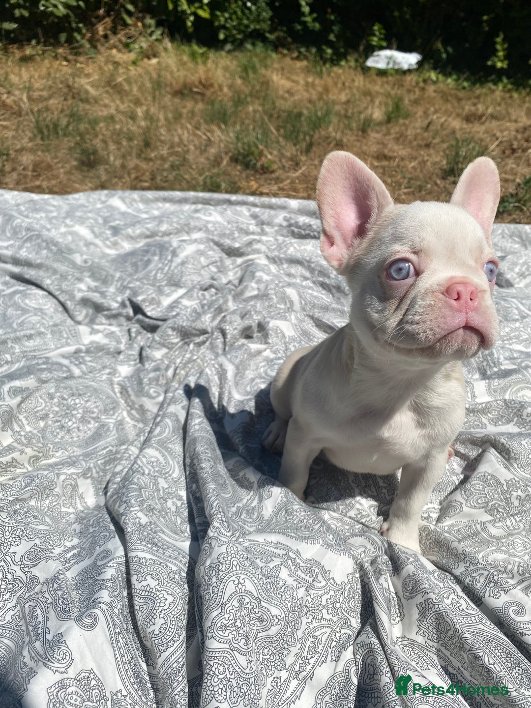 French Bulldog dogs for sale: French bulldog puppies - 3 boys 1 girl (pink husky - Image 23