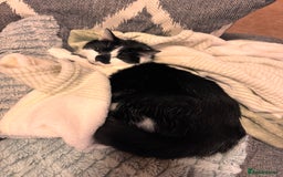 Domestic Shorthair cats for sale: Rehoming 2 year old Phantom £0 - Image 4