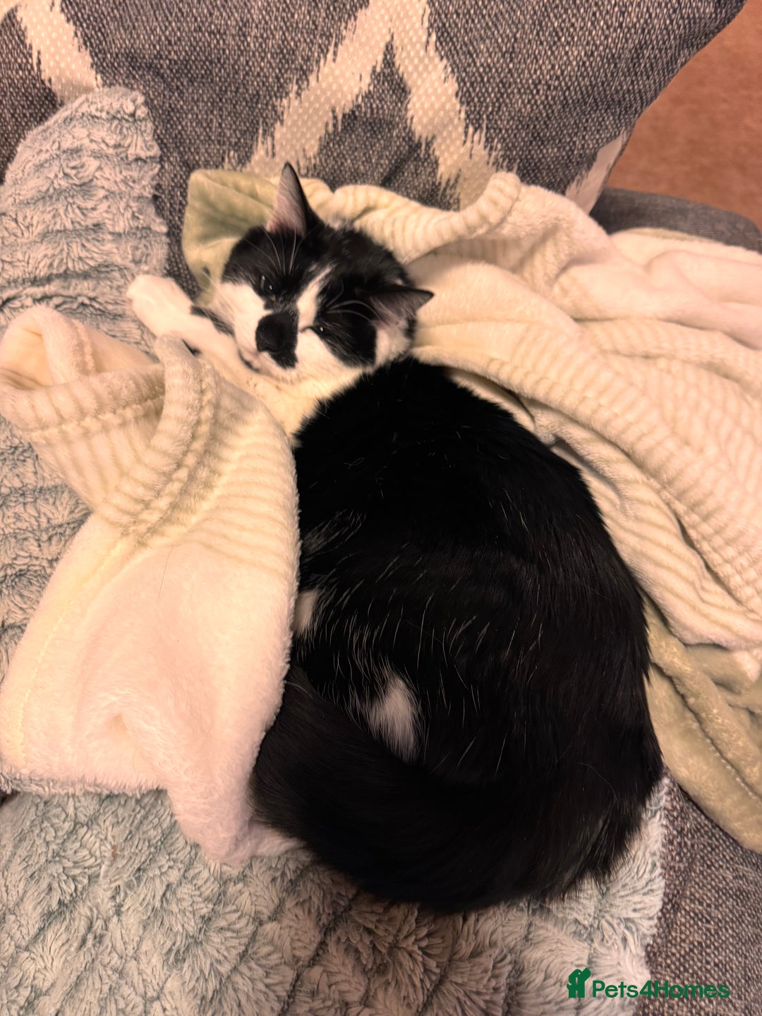 Domestic Shorthair cats for sale: Rehoming 2 year old Phantom £0 - Image 4