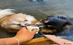 Pomeranian dogs for sale: Teddybear cuddly Retired spayed 1-2 years old  - Image 25