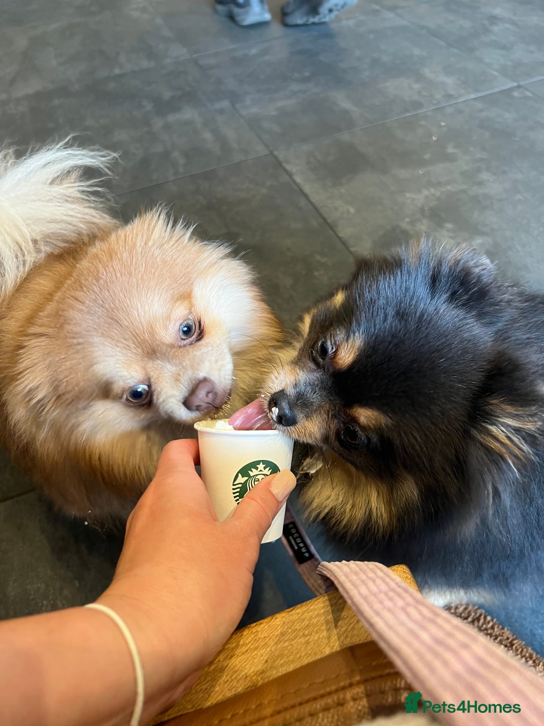 Pomeranian dogs for sale: Teddybear cuddly Retired spayed 1-2 years old  - Image 25