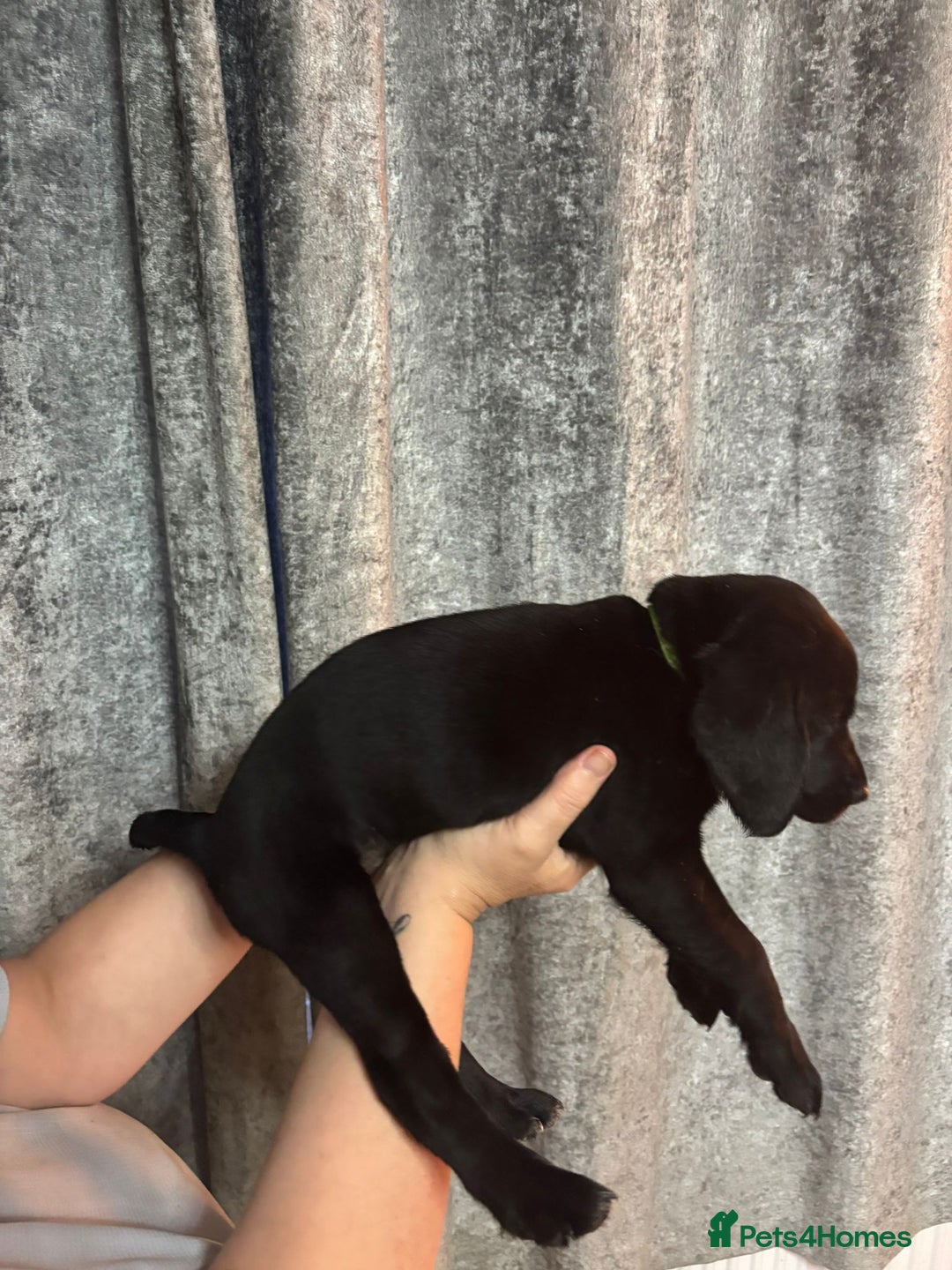 Cockerdor dogs for sale: Cockador puppies  - Image 23