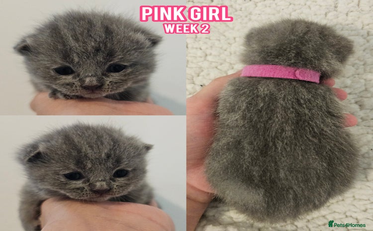 British Shorthair cats - Advert 3