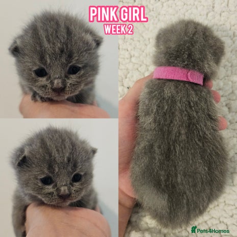 British Shorthair cats - Advert 4