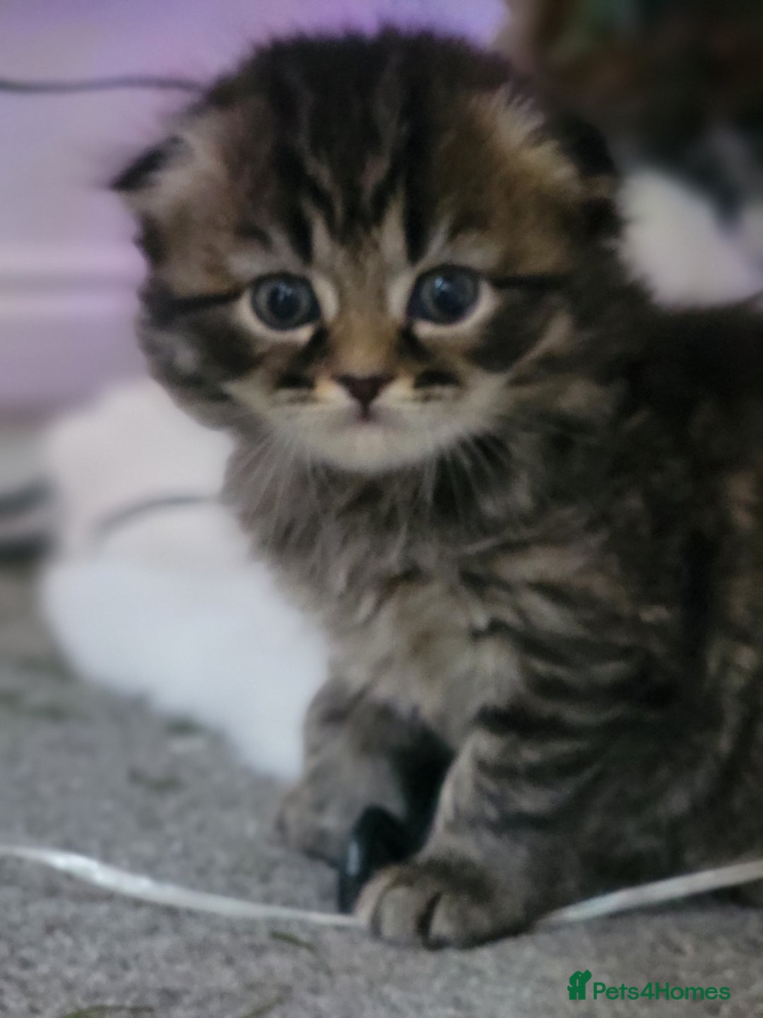 Scottish Fold cats for sale: Scottish fold - Advert 32