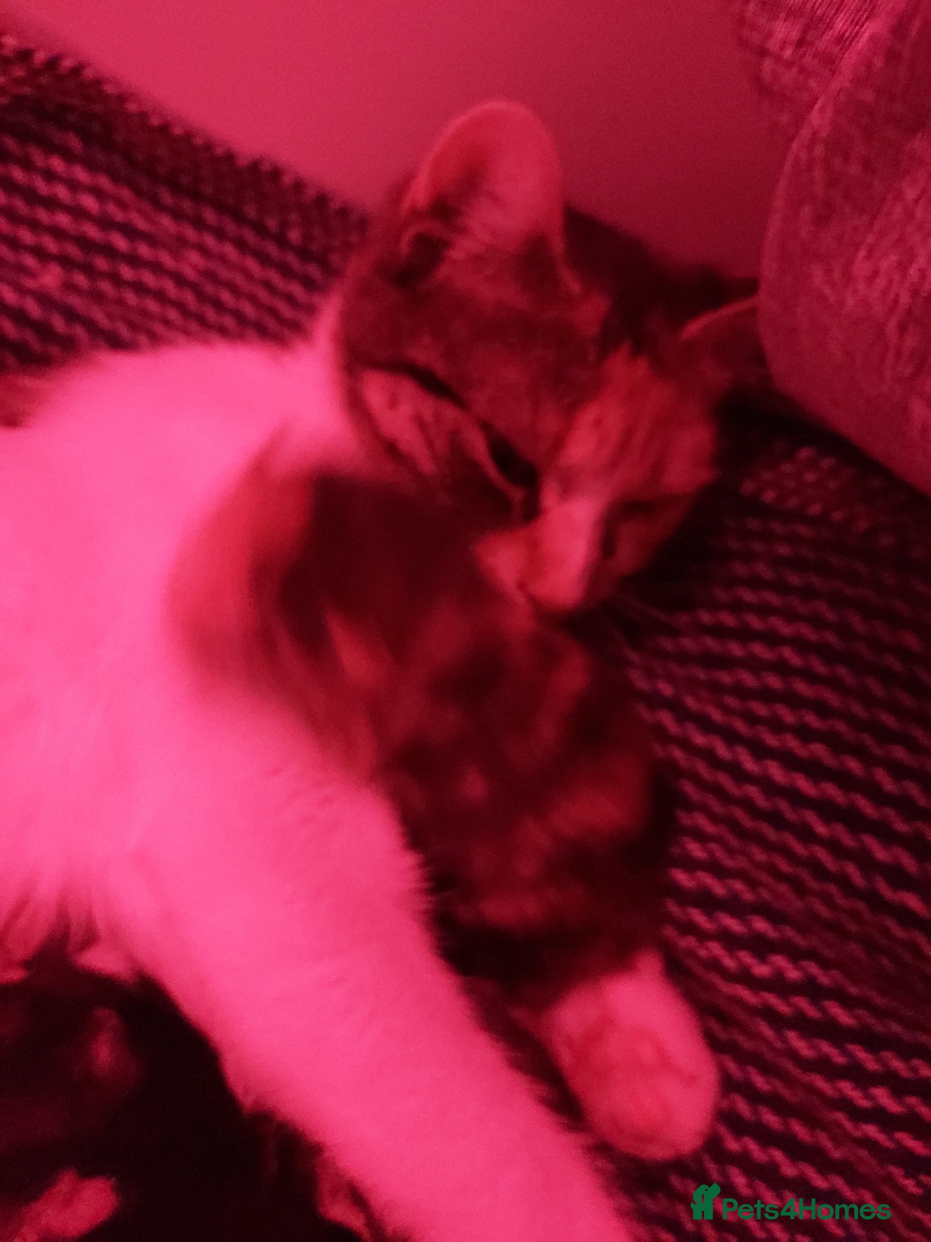 American Shorthair cats Tri coloured, 2 Ginger kittens and mother  - Advert 1