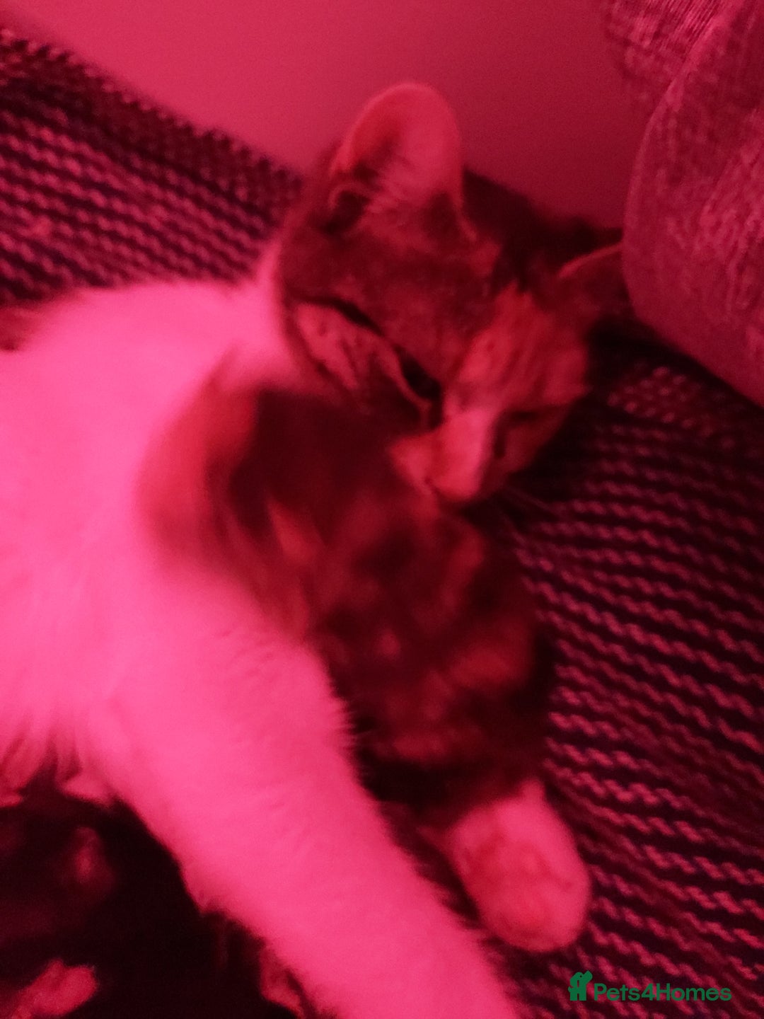 American Shorthair cats for sale: Tri coloured, 2 Ginger kittens and mother  - Advert 1