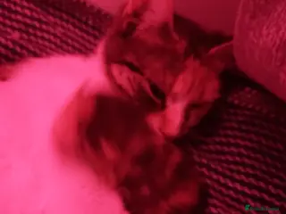 American Shorthair cats Tri coloured, 2 Ginger kittens and mother - Advert 2