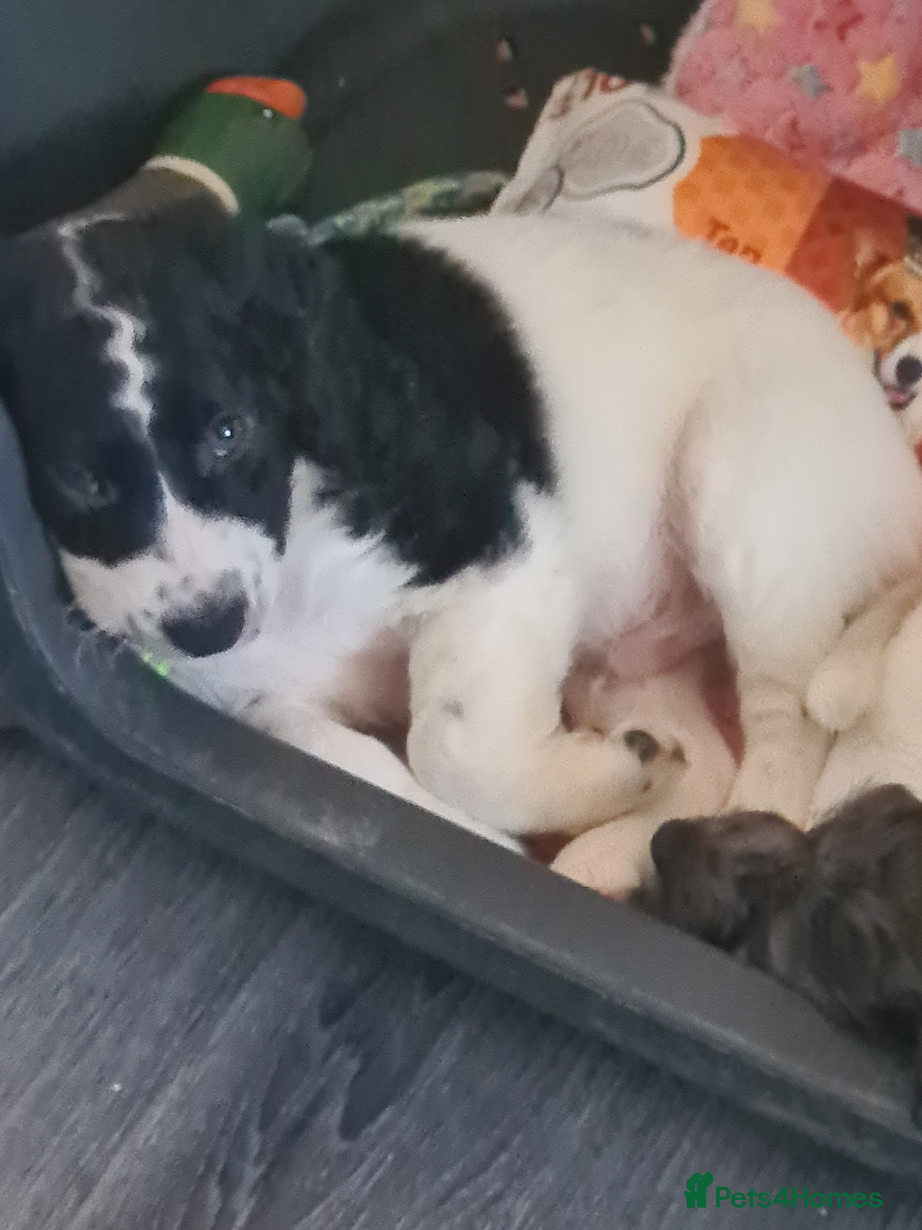 Cockapoo dogs Cockerpoo puppies  - Advert 17