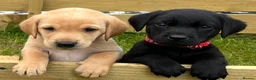 Labrador Retriever dogs for sale: Stunning lab puppies  - Advert 4