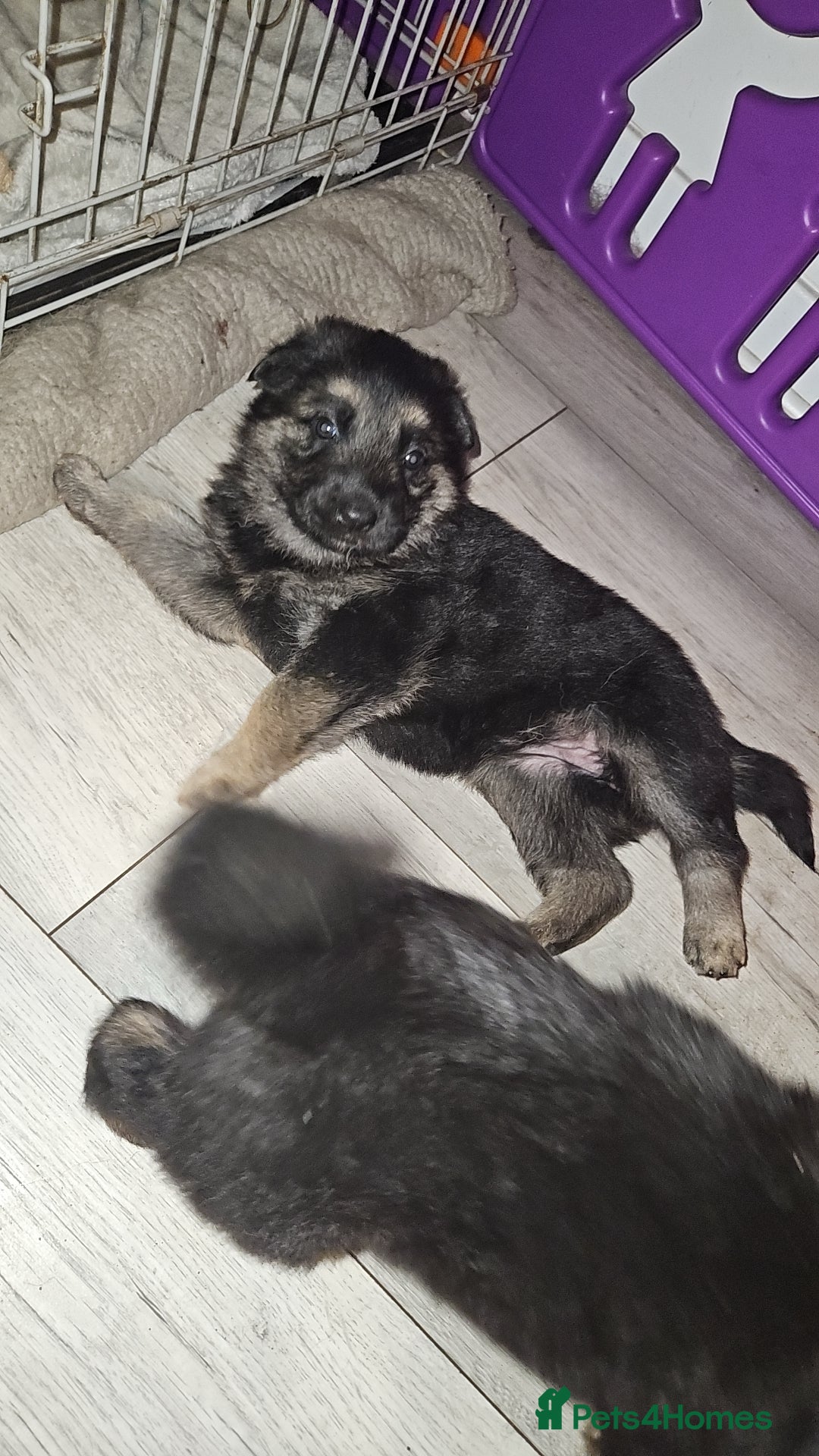 German Shepherd dogs German shepherd pups - Advert 2