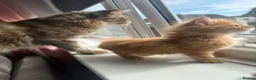Maine Coon cats for sale: Pedigree / tica Maine coon kittens - Advert 17