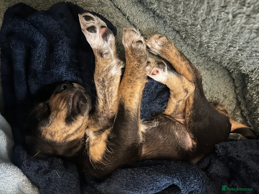 Mixed Breed dogs for sale: Bedlington Whippet pups - 2 boys and 2 girls left - Advert 7