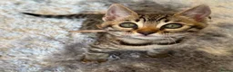 Bengal cats for sale: ✨ Beautiful Bengal Kittens✨ - Advert 22