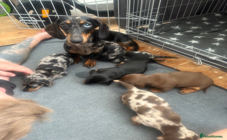 Miniature Dachshund dogs - Advert 14