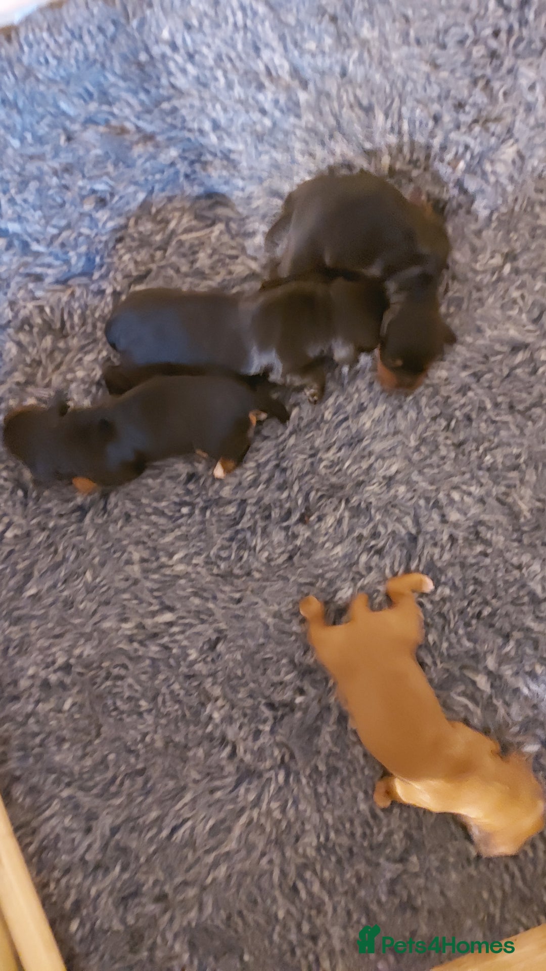 Cocker Spaniel dogs for sale: KC Registered Working Cocker Puppies  - Advert 6