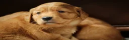 Golden Retriever dogs for sale: Dark Red KC Reg Working Golden Retriever Puppies - Advert 10