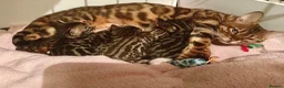 Bengal cats for sale: Exotic Bengal kittens TICA pedigree top quality  - Advert 1