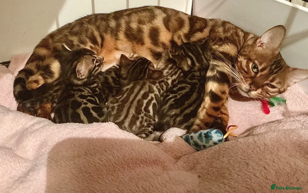 Bengal cats for sale: Exotic Bengal kittens TICA pedigree top quality  - Advert 1