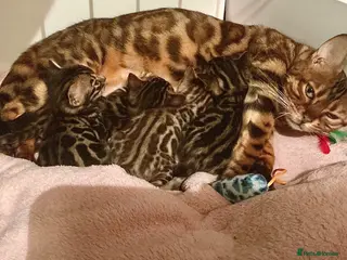 Bengal cats Exotic Bengal kittens TICA pedigree top quality - Advert 1