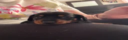 Miniature Dachshund dogs for sale: 🐾 Beautiful Miniature Dachshund Puppies 🐾 - Advert 15