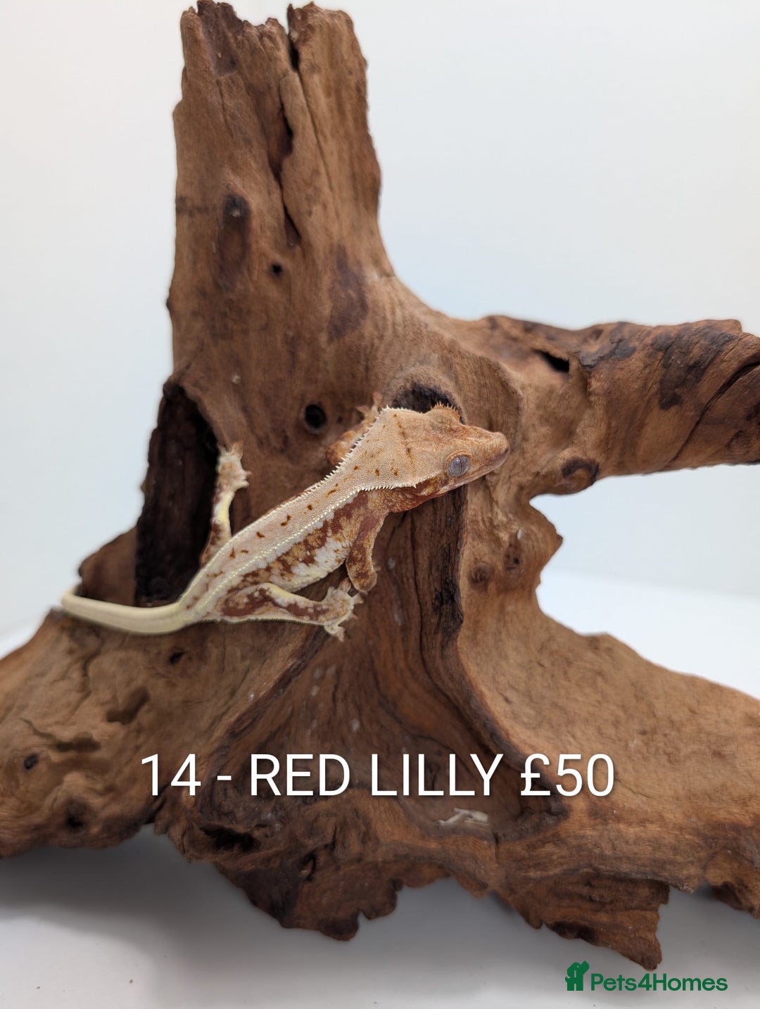 Gecko reptiles for sale: Beautiful baby crested geckos! - Advert 13