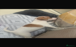 Jack Russell dogs for sale: 5 beautiful jack russel pups  - Image 19