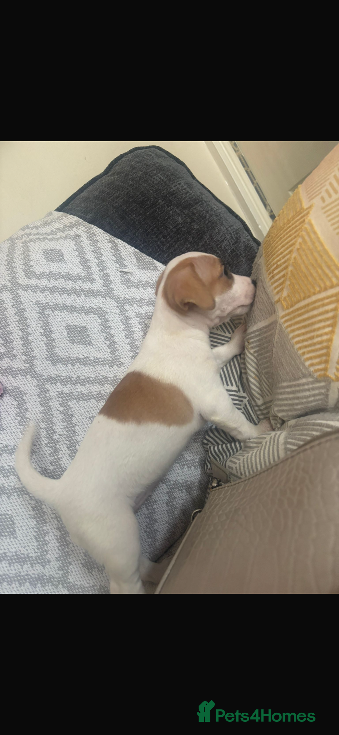 Jack Russell dogs for sale: 5 beautiful jack russel pups  - Image 19