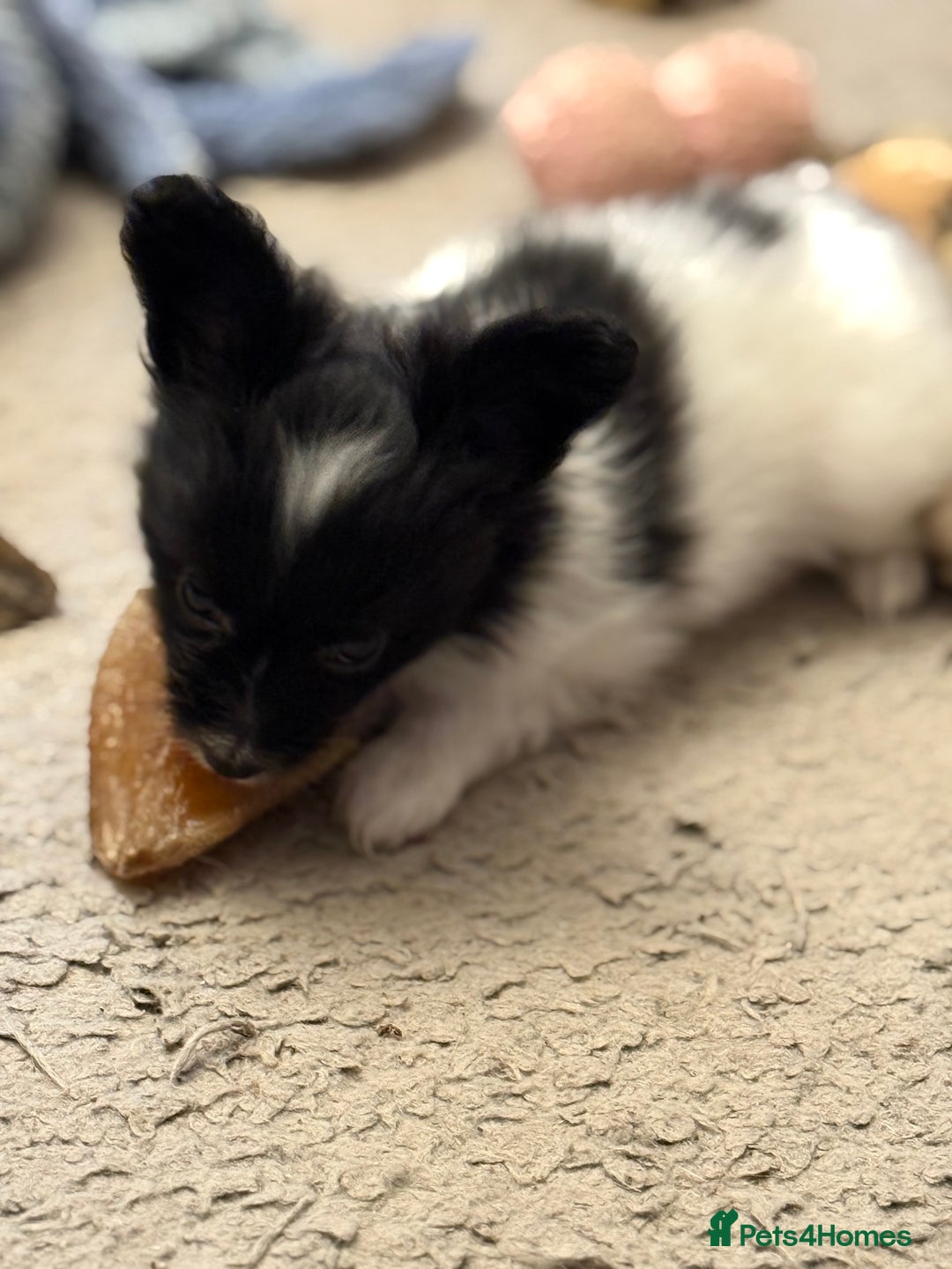 Papillon dogs for sale: Gorgeous litter of Papillon puppies for sale - Advert 21