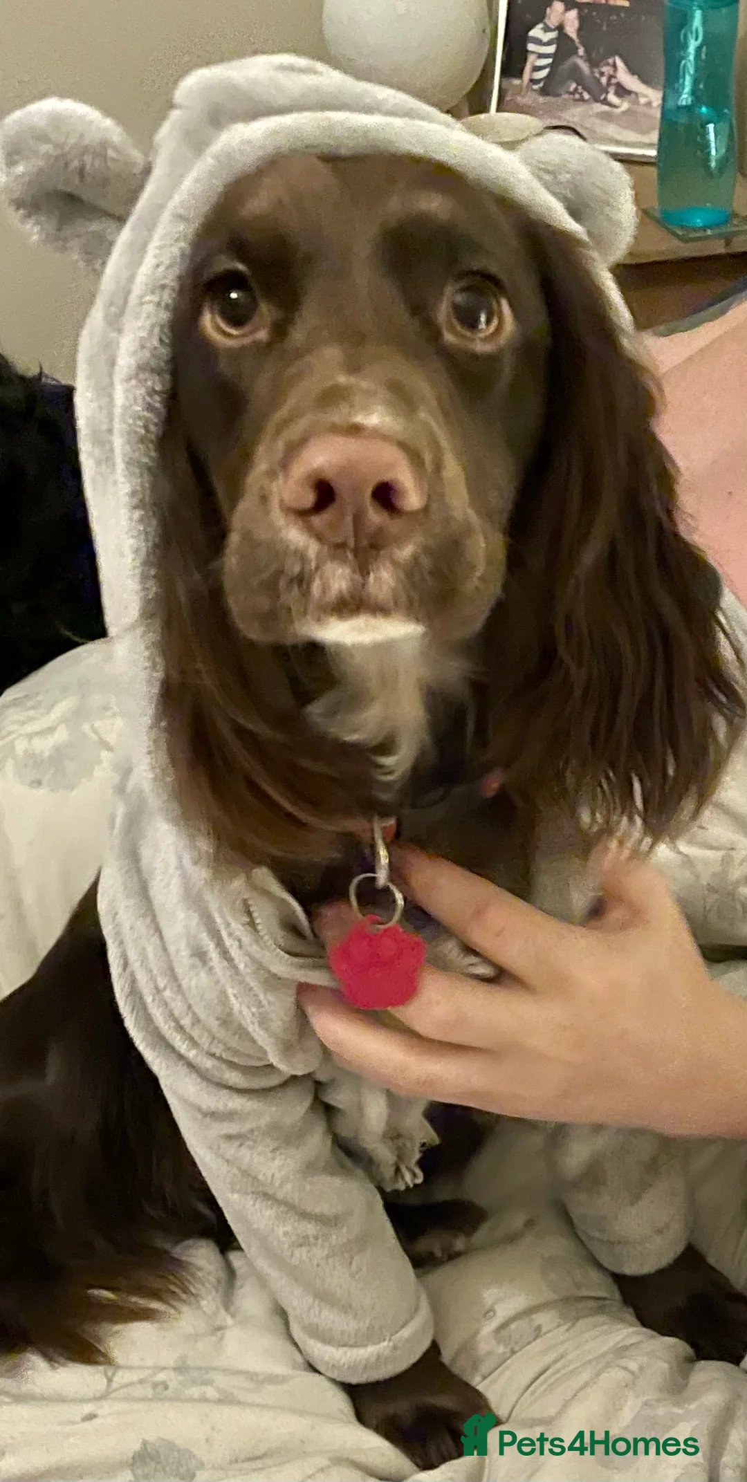 Cockapoo dogs for sale: Cockerpoo puppies  - Advert 1