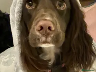 Cockapoo dogs Cockerpoo puppies - Advert 4