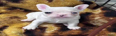 French Bulldog 2