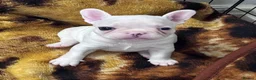 French Bulldog dogs for sale: Beautiful French bulldog puppies-surprise litter - Advert 3