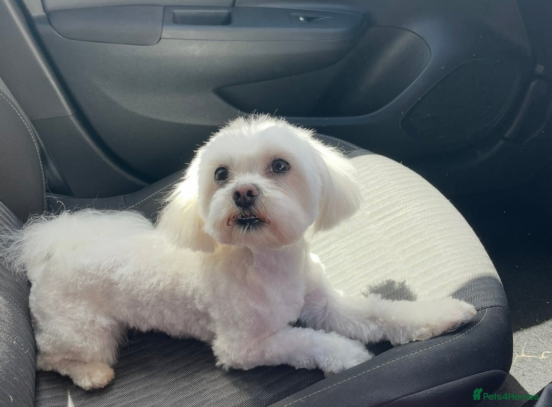 Maltese dogs for sale: Kc reg Maltese male - Image 2