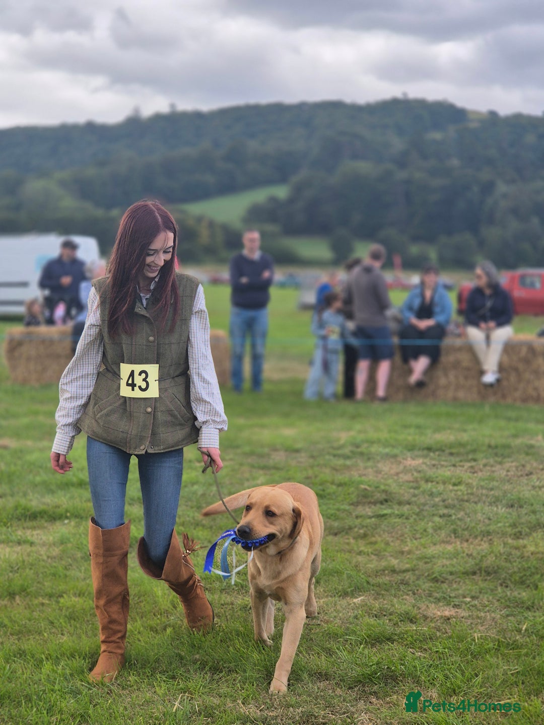 Labrador Retriever dogs for stud: Churchill for stud - Advert 5