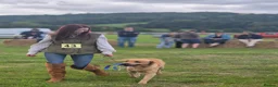 Labrador Retriever dogs for stud: Churchill for stud - Advert 5