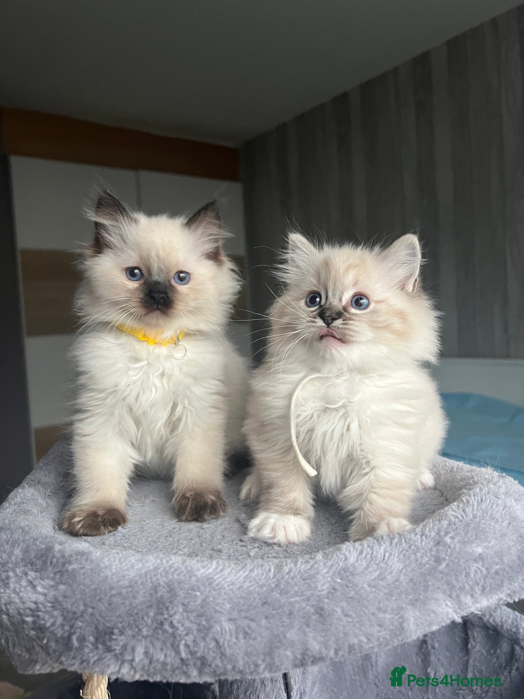 Ragdoll cats for sale: GCCF Ragdoll kittens for sale - Advert 18