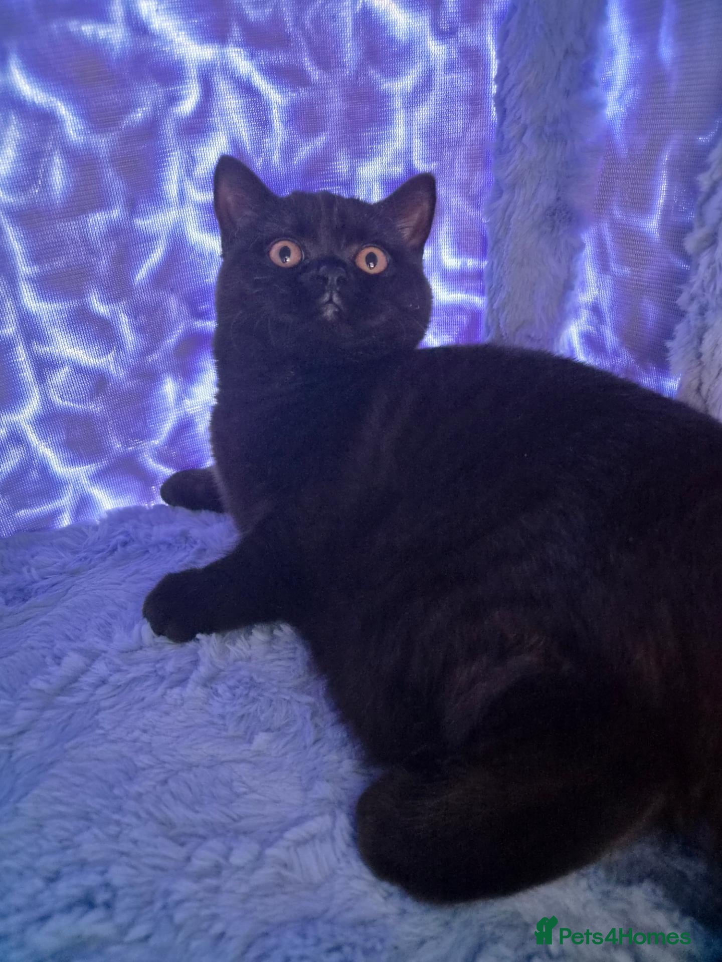 British Shorthair cats Luna, female British short haired  - Advert 2