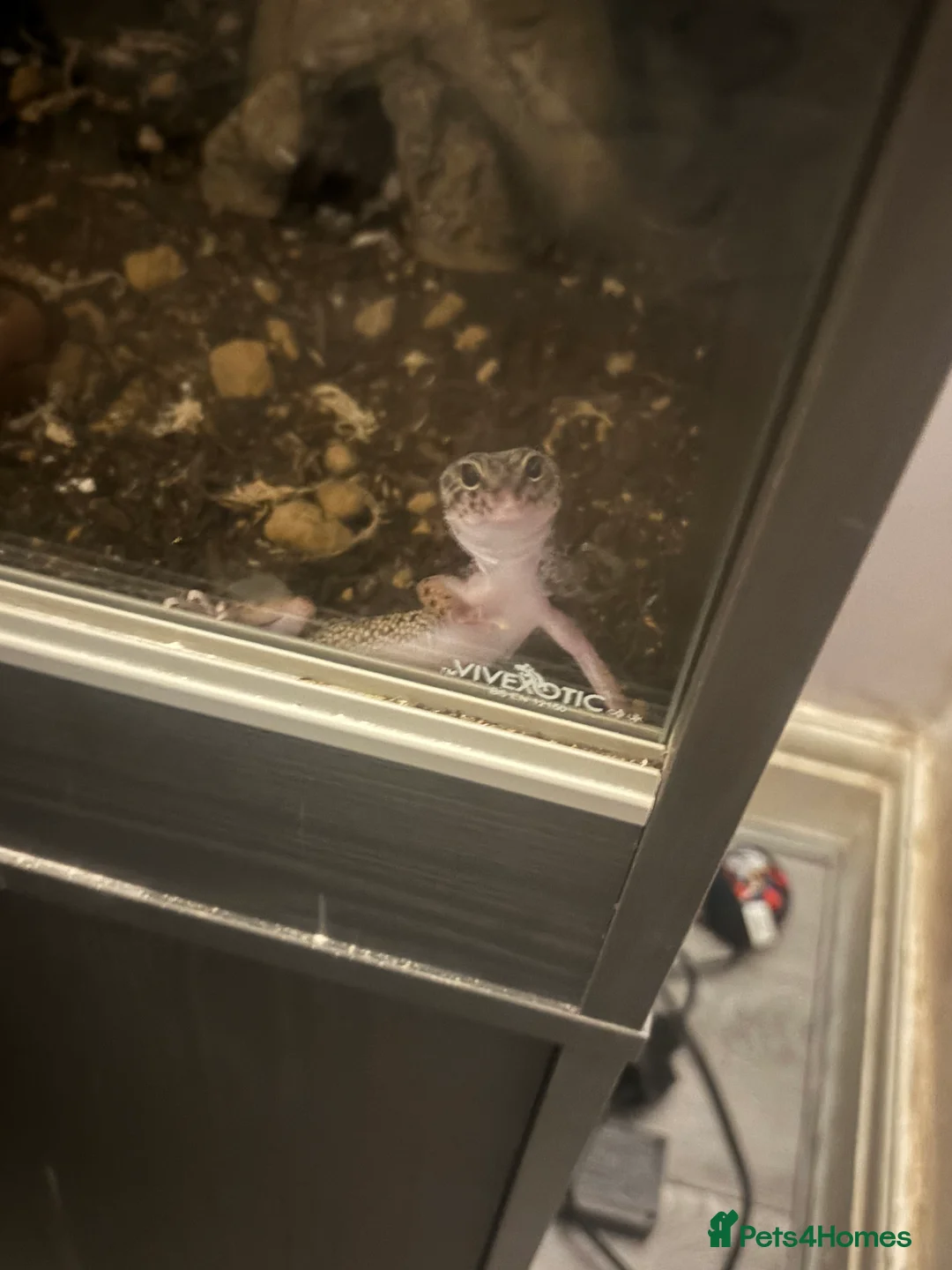 Leopard Gecko reptiles for sale: Male leopard gecko  - Advert 8