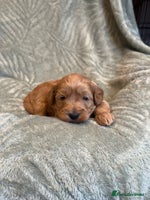 Cavapoo dogs - Advert 2