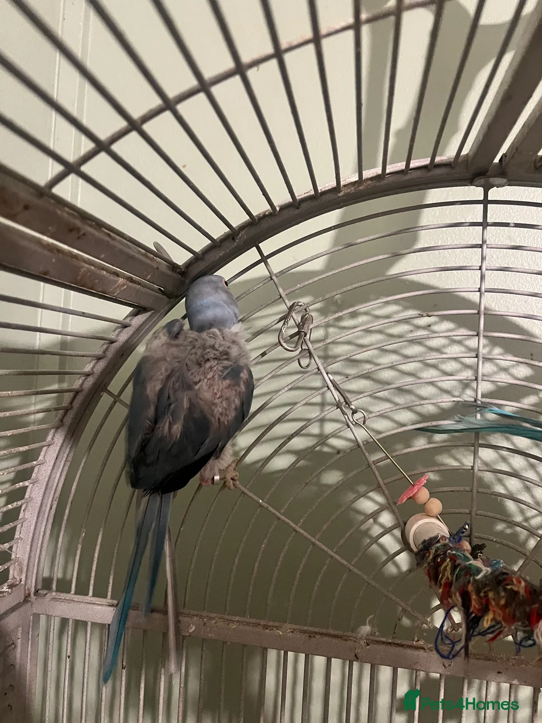 Ringnecks birds for sale: Bonded pair Indian Ringneck - Advert 10