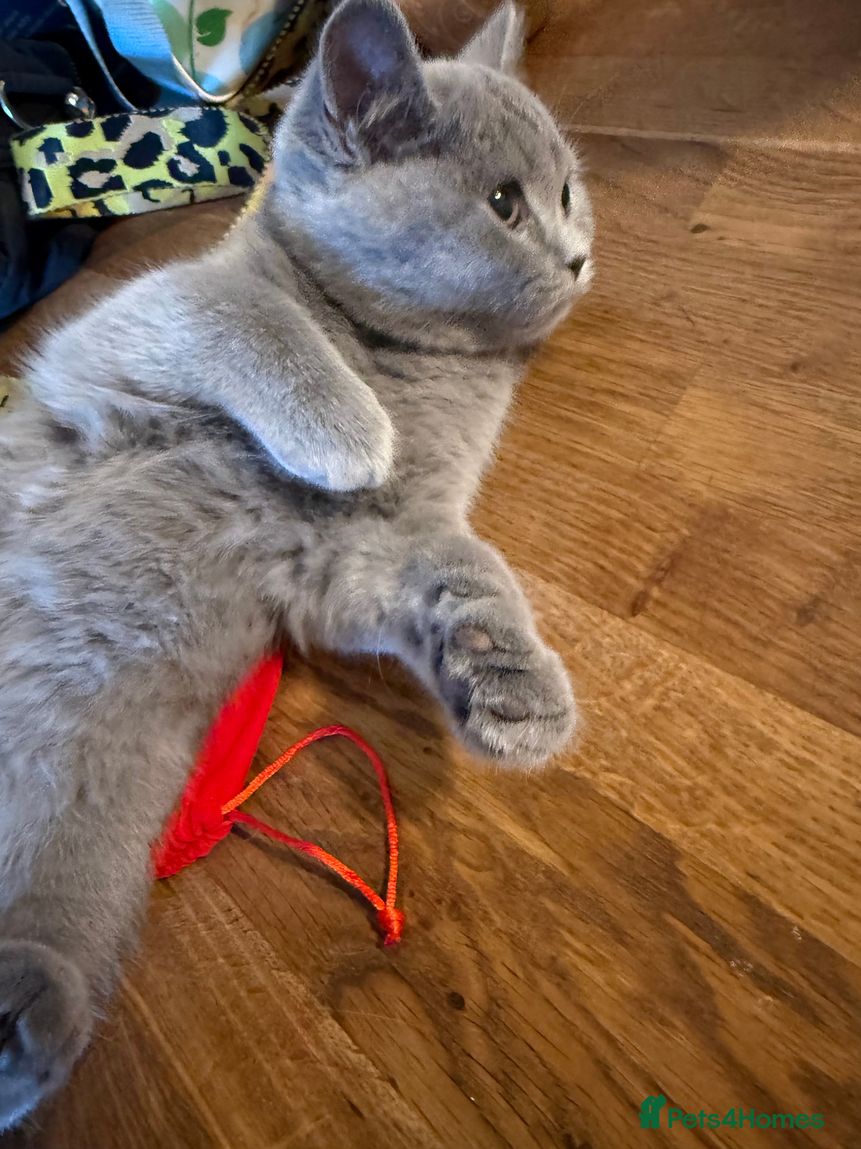 British Shorthair cats One lilac girl still available to take home 🐱  - Advert 1