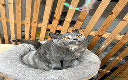 British Shorthair cats for sale: British shorthair kittens  - Image 10