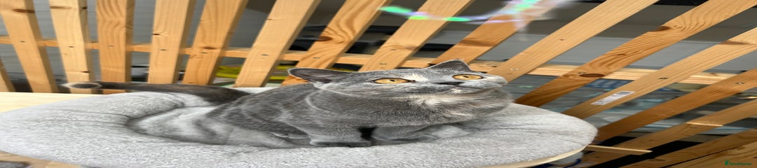 British Shorthair Kitten 8