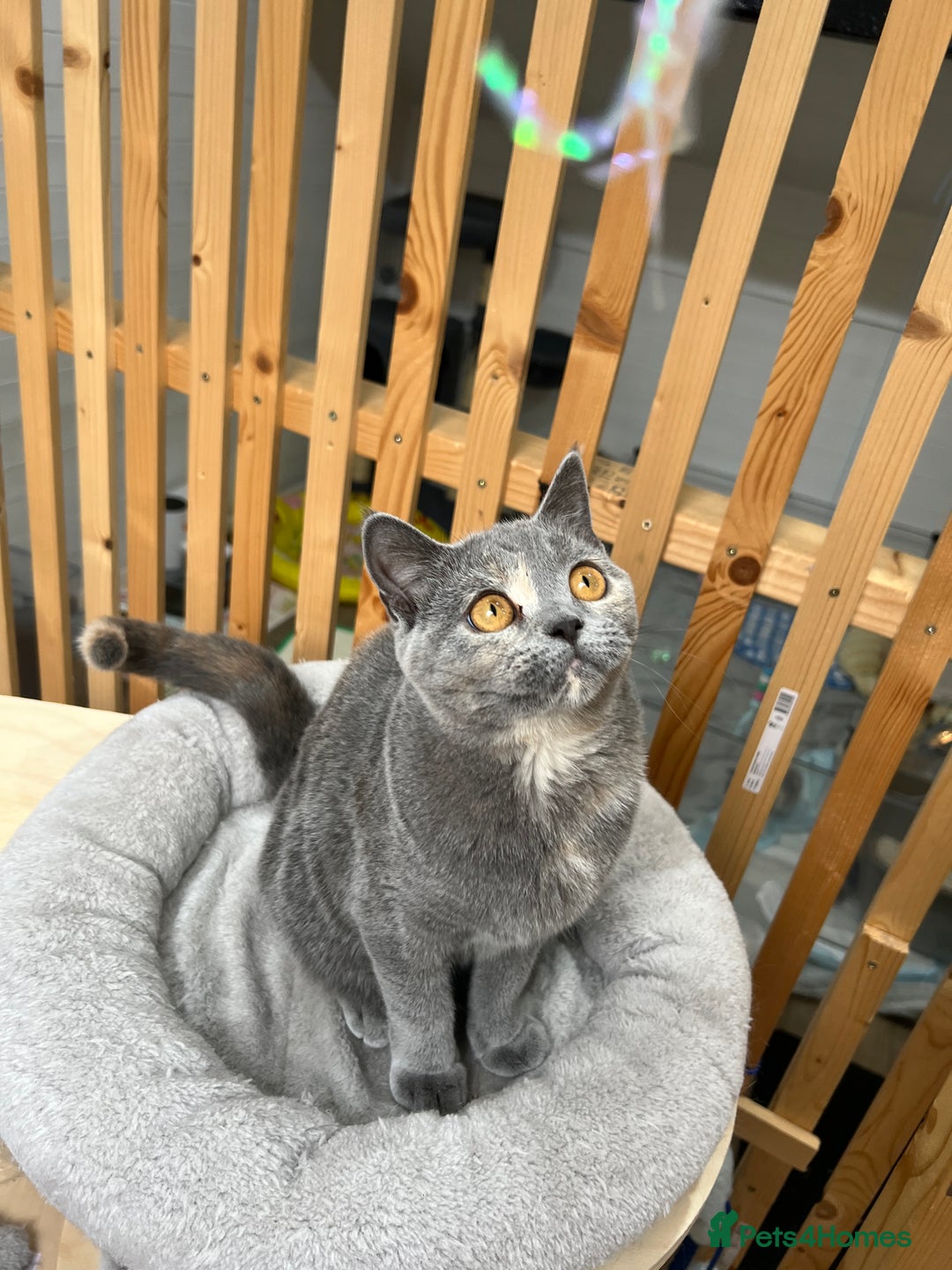 British Shorthair cats for sale: British shorthair kittens  - Image 10