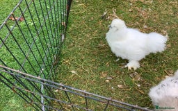 Chickens poultry for sale: Silkie - Image 2