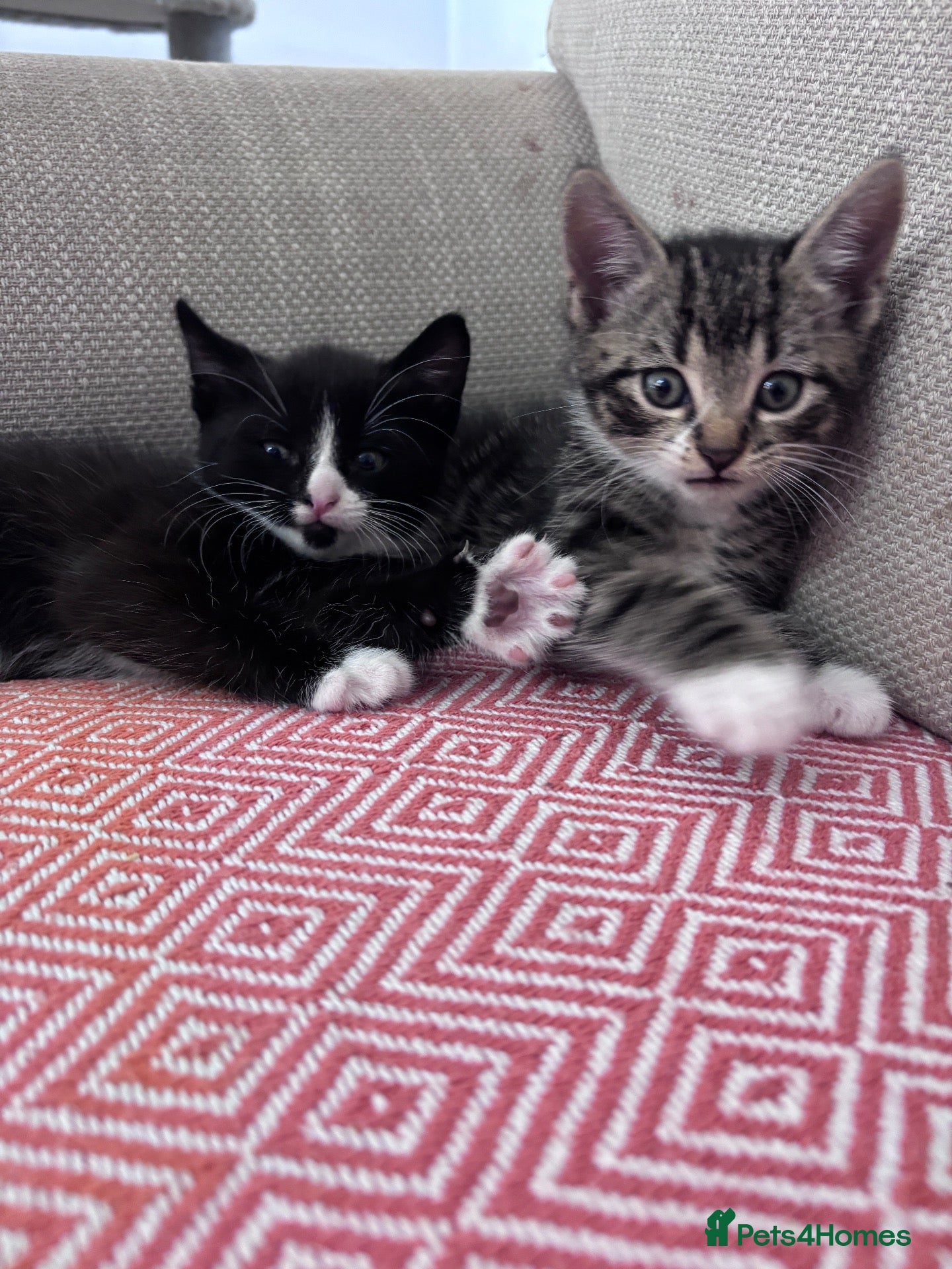 Mixed Breed cats 3 beautiful kittens ready next Friday  - Advert 21
