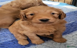 Labradoodle dogs for sale: Beautiful, Well Bred F1b Labradoodle Puppies - Image 22